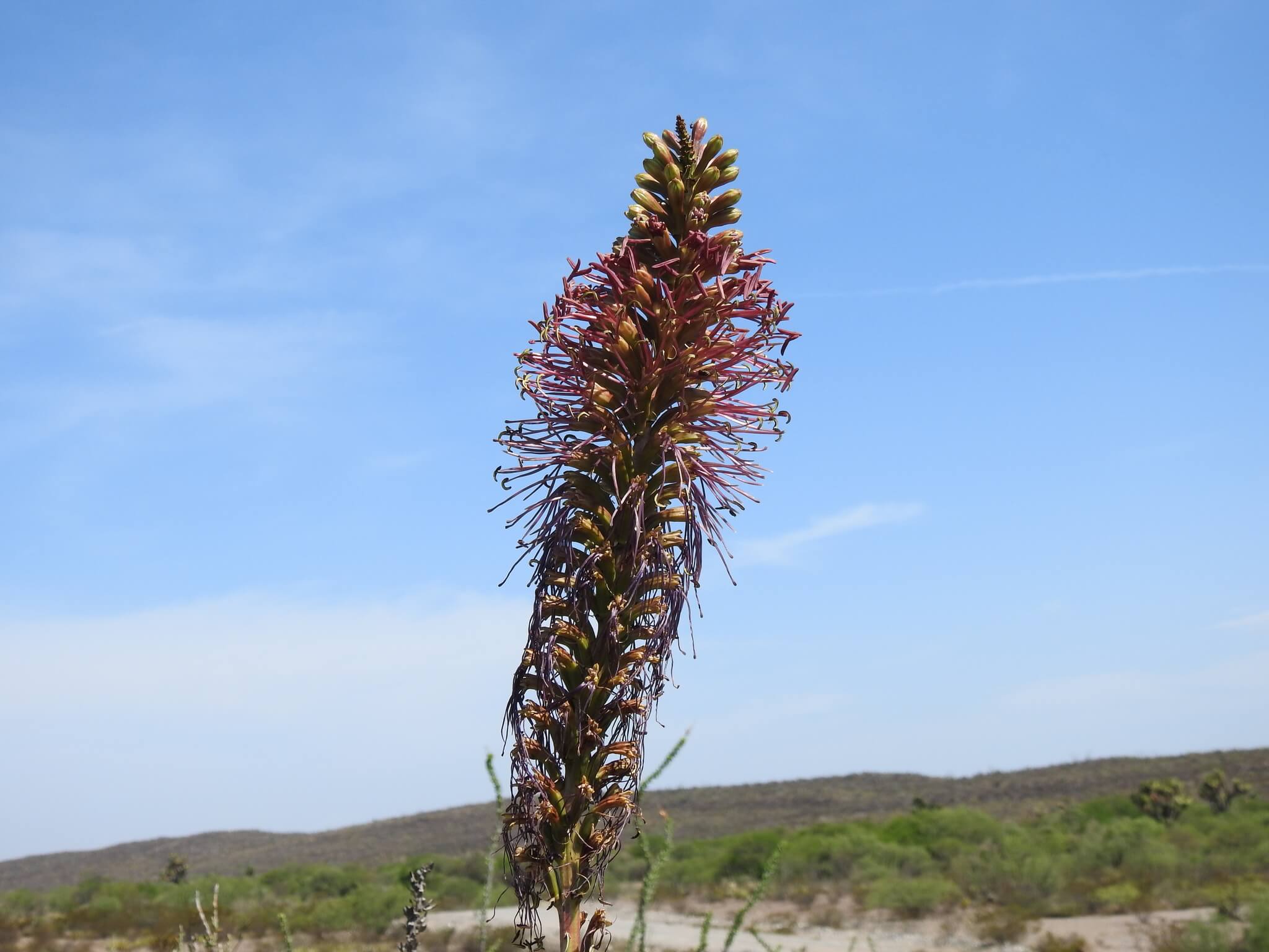 Agave striata